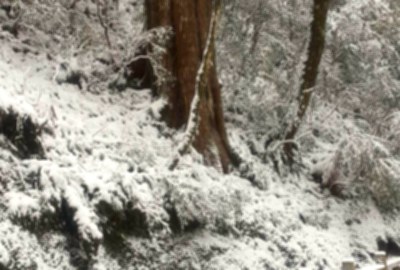 拉拉山國家森林遊樂區